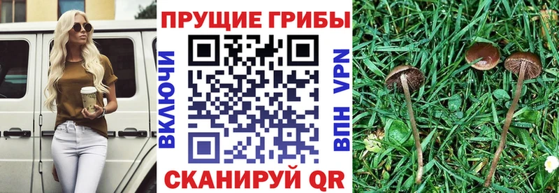 Галлюциногенные грибы Psilocybine cubensis  Одинцово 
